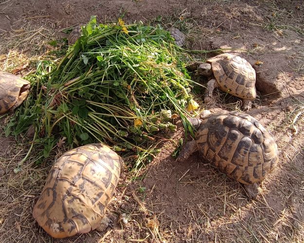 Skildpadder