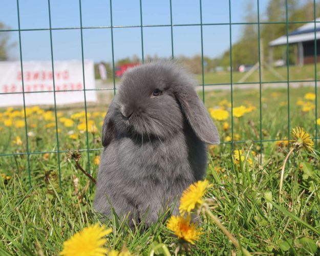 Kaninen fluffy