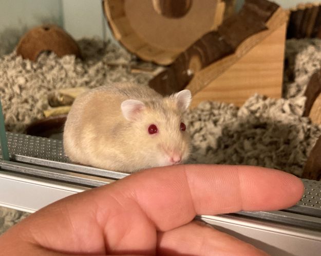 Hamster