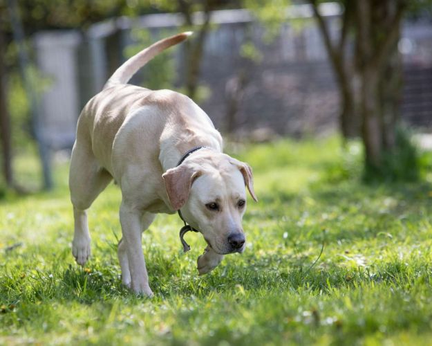 Sommerhund