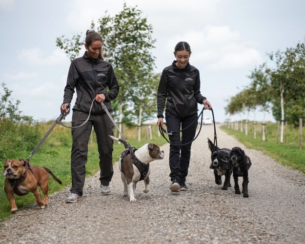 Støt hunde i Nordjylland