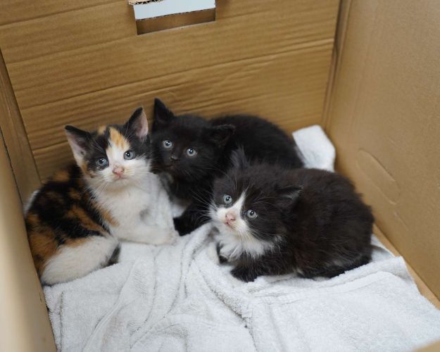 Tarzan, Tilly og Tessie