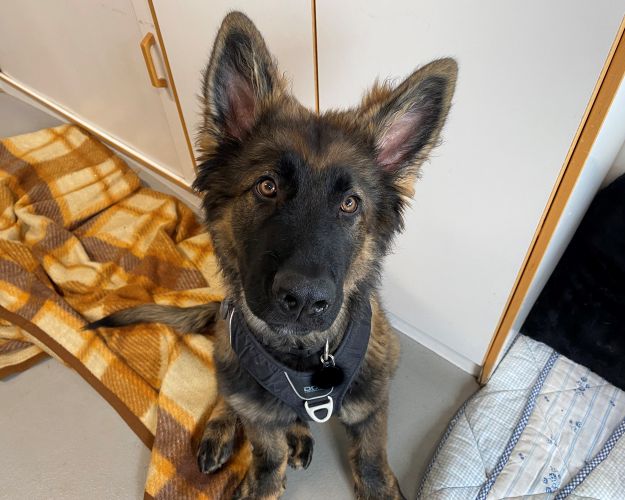 Hund Roskilde Internat