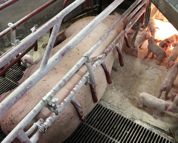 Fikseret so i dansk svineproduktion