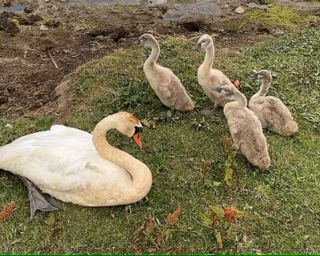 Svanefamilie