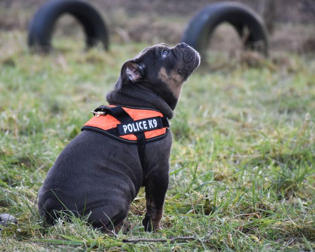 fladsnuedet hund