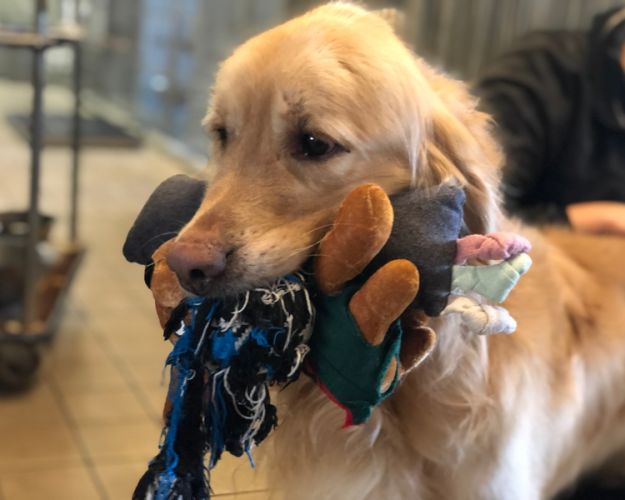 Hund på internat