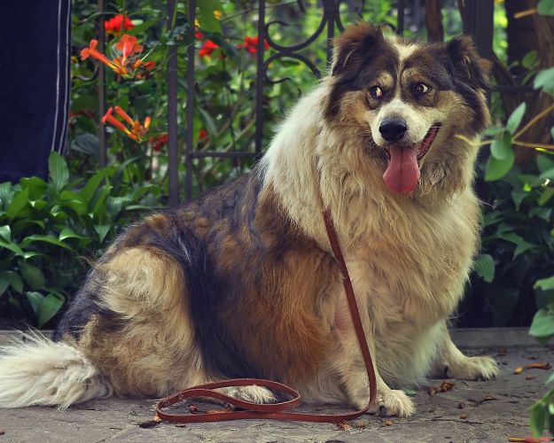 Overvægtig hund