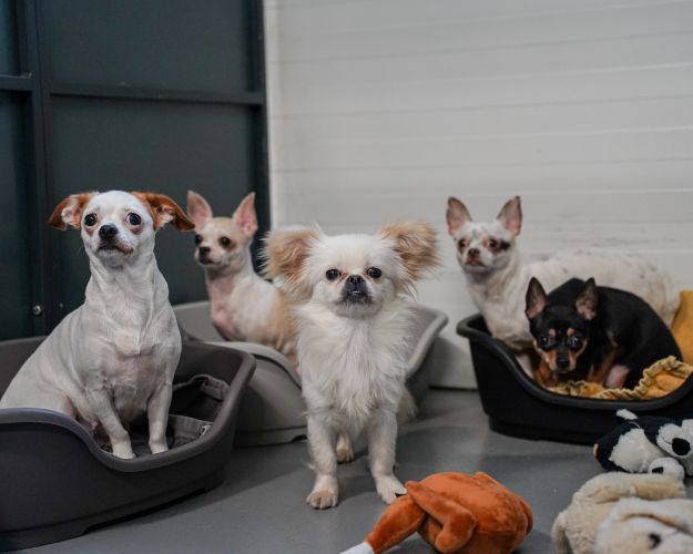 Hunde fra et hoarderhjem