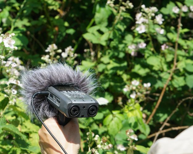 Mikrofon holdes hen mod bie i en brombærblomst