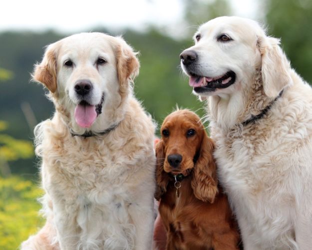 hunde
