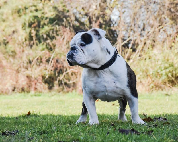 Engelsk bulldog