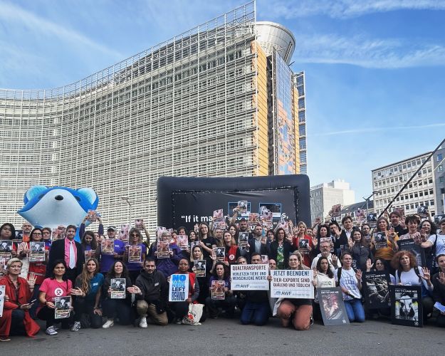 Demonstration i Bruxelles