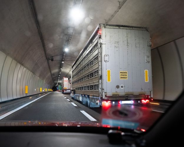 Grisetransport i tunnel 