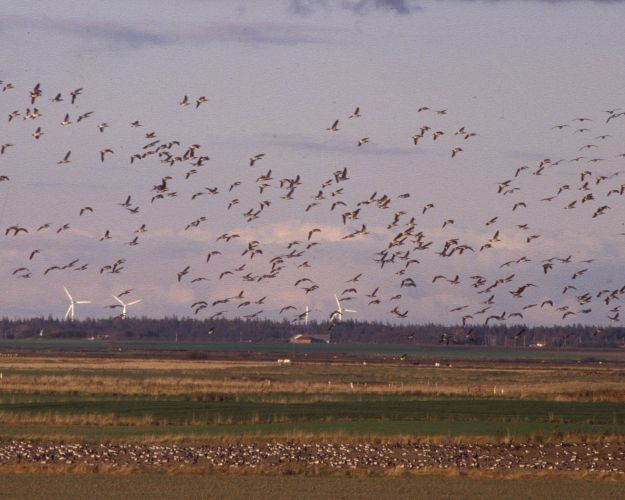 Bramgæs