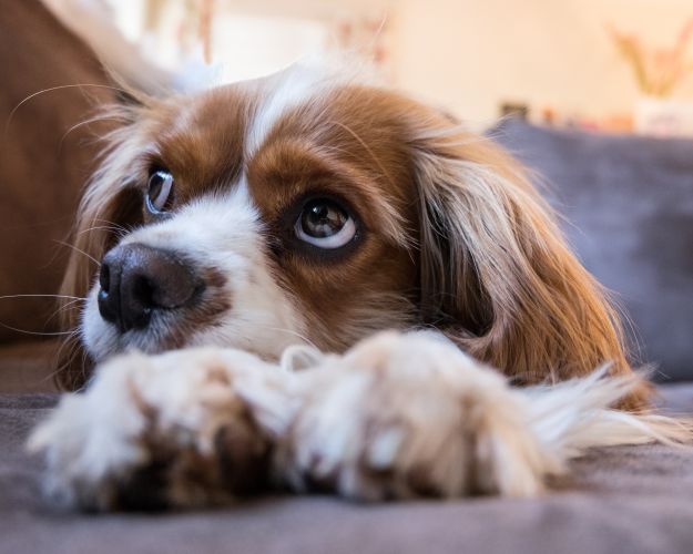 Cavalier Pixabay Picsbyfran