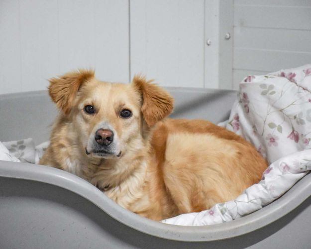 Hund på internat