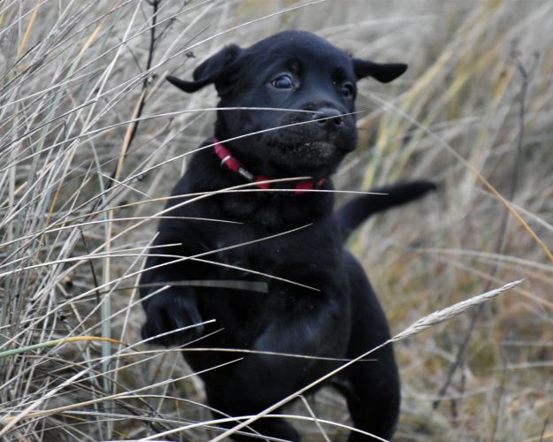 Hundehvalp der hopper i marehalm på strand. Det er Tjalfe som hvalp