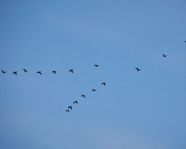 Trækfugle flyver som kile under blå himmel