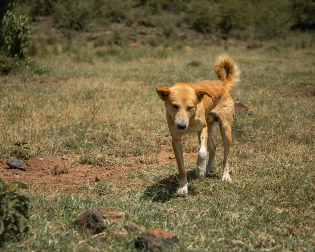 Masaihund i græsset på savannen i Masai Mara