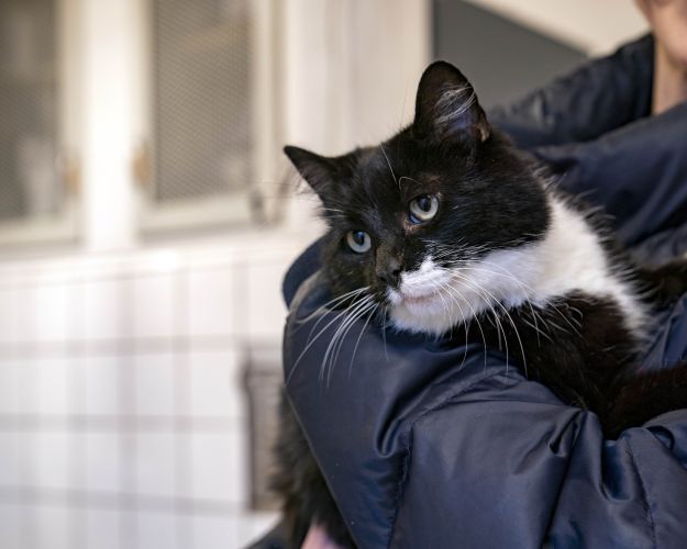 katten Milly
