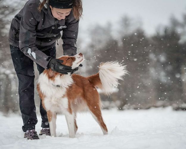 Hund i sneen i Nordjylland