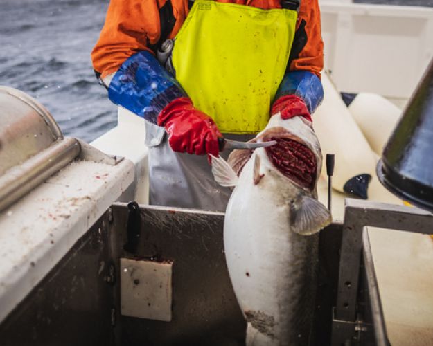 Fiskevelfærden er fraværende mange steder i fiskeriet – mange fisk bliver afblødt og renset uden at være gjort bevidstløse først. 