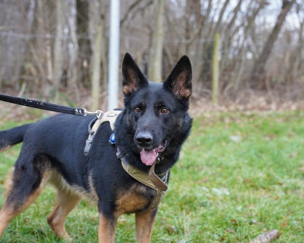 Hunde Nala