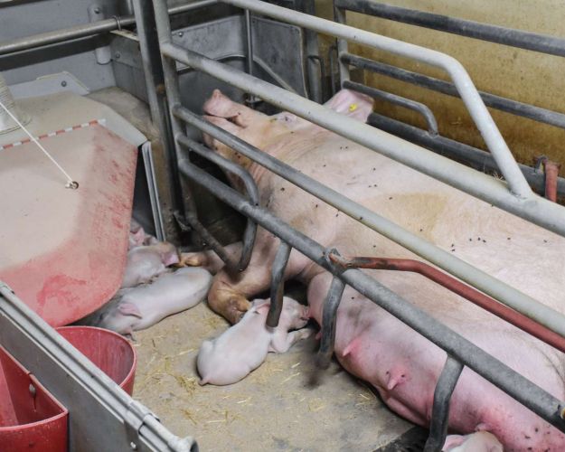 En fikseret, dansk so med sine unger. Men fiksering er helt unødvendigt, hvis man giver soen mere plads. Foto: Dyrenes Beskyttelse