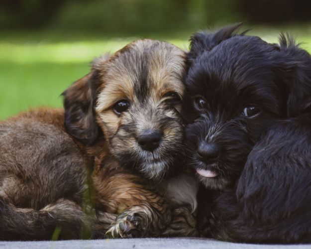 En brun og en sort hundehvalp, der ligger op ad hinanden
