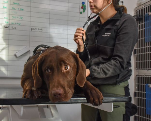 Hund på dyrlægebriks
