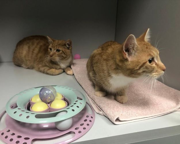 To katte på internat