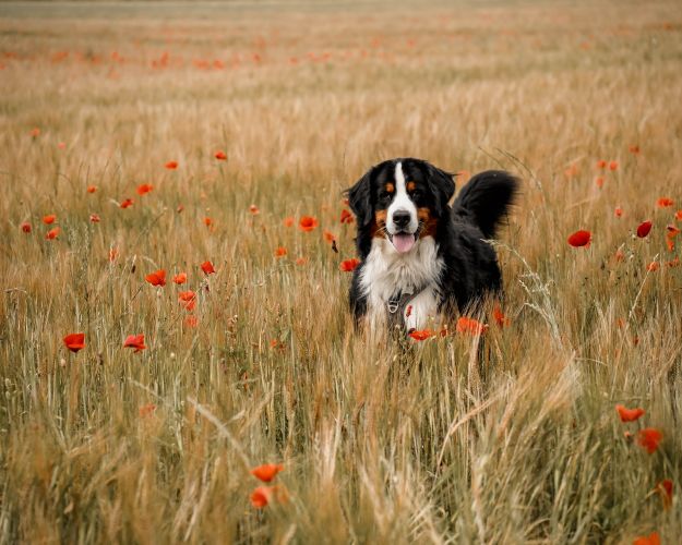 Hund i mark