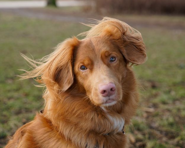 Hund
