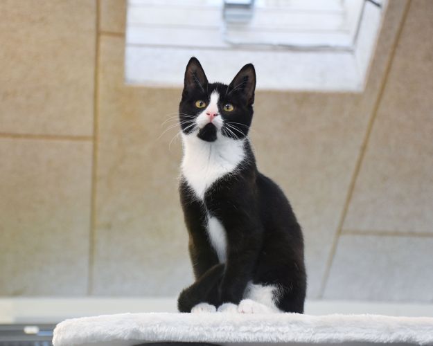 Katten Chip
