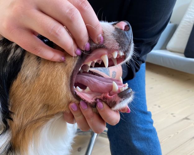 En hund med sunde tænder. Foto: Dyrenes Beskyttelse.