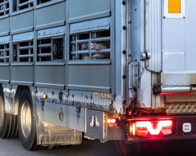 Gris stikker hovedet ud af transport