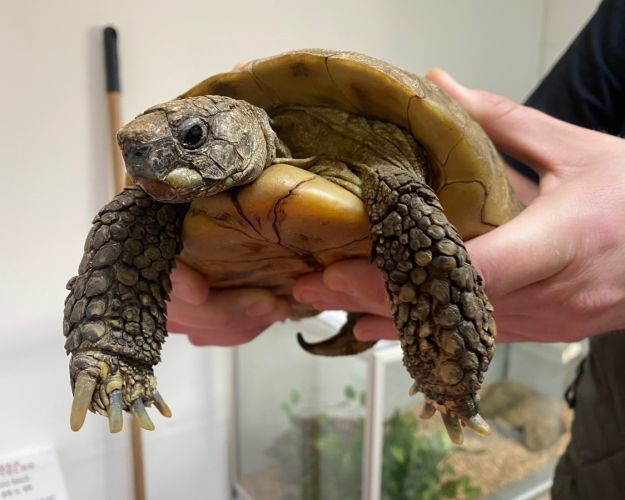 Skildpadden Hannibal på 87 år. Foto: Fie Bau Madsen/Dyrenes Beskyttelse