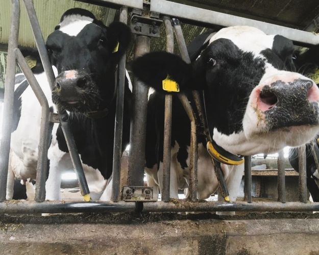 Malkeko kigger ud mellem tremmer i stald
