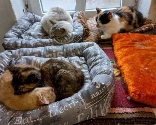 Katte på internat