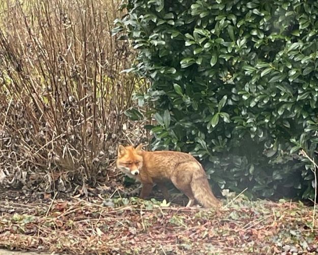 I april ser nogle ræve forpjuskede ud, men det betyder ikke nødvendigvis, at de har skab. Foto: Privat