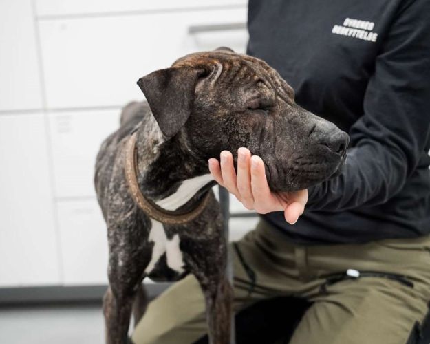 Hunden Sigurd kom til Nordjyllands Internat og vejede bare 11,4 kg. Foto: Cathrine Cocks/Dyrenes Beskyttelse