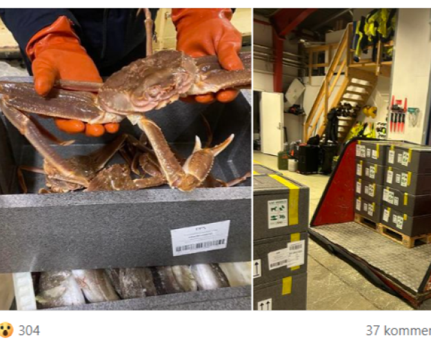 I flamingokasser transporteres levende krabber fra Grønland til Danmark. 