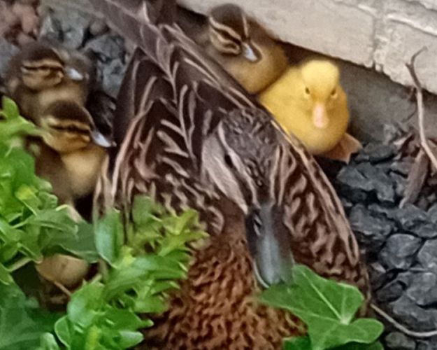 Andemor med sine 12 ællinger, der var fanget i en atriumgård. Foto: Privat