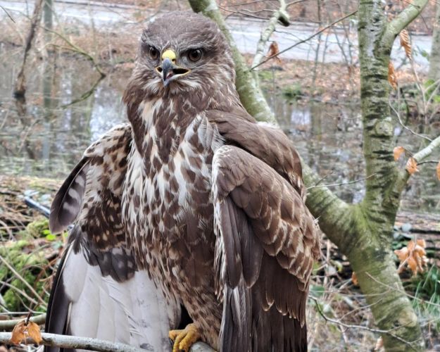 Musvågen sidder og sunder sig, efter Arne og Malou i et smart samarbejde fik viklet den fri af en snor, der sad fast i to træer. Foto: Privat