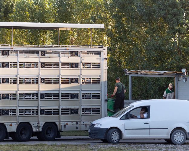 Dansk dyretransport i Italien 