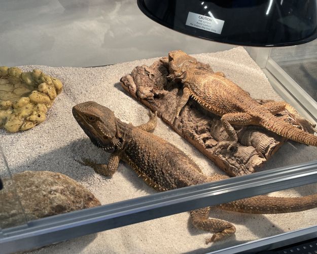 Smaug og hans mage efter ankomst til Århus internat. Foto: Dyrenes Beskyttelse