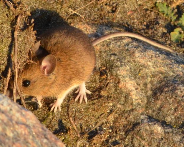 En skovmus forsøger at finde skjul i et stengærde. I år er der mange mus grundet 2023 var et oldenår. Foto: Privat