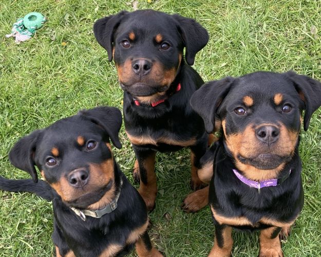 Efter en alvorlig dyreværnssag på Fyn, hvor otte rottweilere blev reddet i et samarbejde mellem Dyrenes Beskyttelse og Fyns Politi, er tre hvalpe nu klar til at finde nye hjem. Foto: Dyrenes Beskyttelse