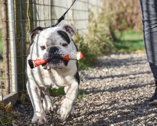 BOAS-hunde lider ofte af forskellige hudproblemer, hovedsageligt på grund af deres fysiske karakteristika. Foto: Cathrine Cocks, Dyrenes Beskyttelse